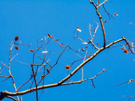 Artistic View of Bare Tree Branches with Samara Pods and Bokeh Effectの写真素材