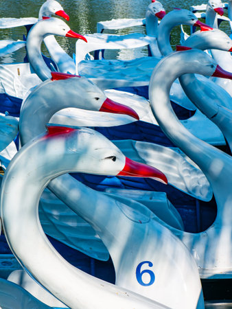 Row of colorful blue and white swan-shaped paddle boats with red beaks docked together on urban park lake waterの写真素材