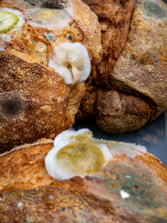 Moldy spoiled bread slices with white green fuzzy mold growth spots on crusty surface food waste...