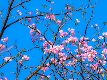 Vibrant pink tabebuia rosea trumpet flowers blooming on bare tree branches against brilliant clear...