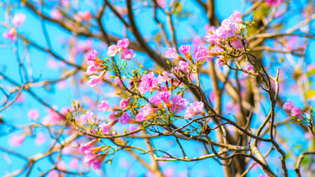 Pink magenta tabebuia trumpet flowers blooming sparsely on thin bare tree branches against bright...