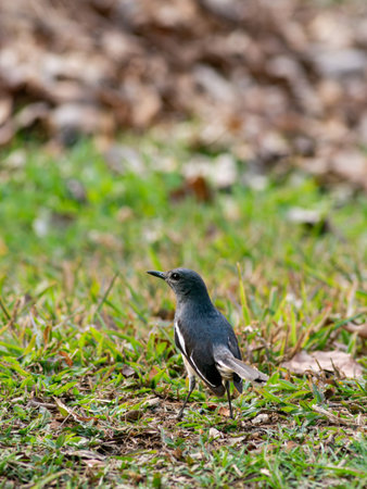 Oriental Magpie Robin Standing on Grass Ground - Black Blue and White Songbird Wildlife in Garden...