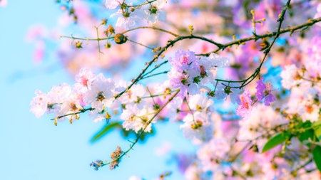 Delicate white pink lagerstroemia crepe myrtle flowers blooming on branches with soft dreamy pastel...