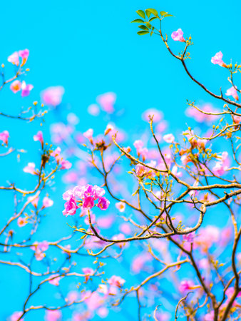 Pink magenta tabebuia trumpet flowers blooming sparsely on thin bare tree branches against bright...