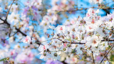 Delicate white pink lagerstroemia crepe myrtle flowers blooming on branches with soft dreamy pastel...