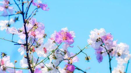 Artistic soft pink purple lagerstroemia flowers against cyan blue sky creating dreamy romantic...