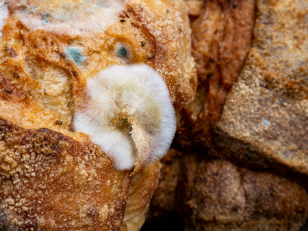 Extreme closeup of fuzzy white and green mold growing on old stale bread crust texture detail macro