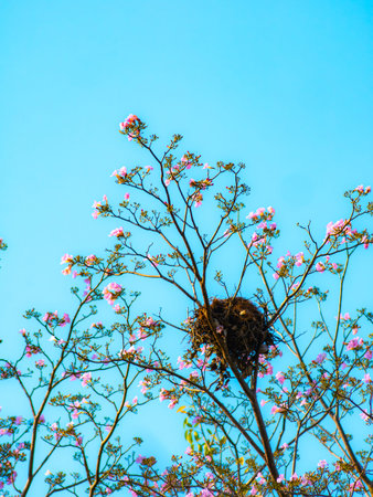 Pink magenta tabebuia trumpet flowers blooming sparsely on thin bare tree branches against bright cyan blue skyの写真素材