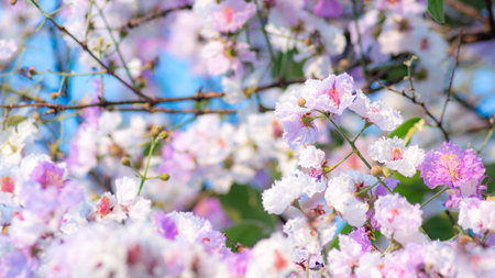 Artistic soft pink purple lagerstroemia flowers against cyan blue sky creating dreamy romantic...