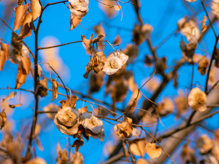 Dried golden brown seed pods hanging on bare tree branches against brilliant blue sky autumn natural...