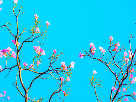 Pink magenta tabebuia trumpet flowers blooming sparsely on thin bare tree branches against bright...