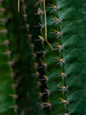 Sharp pointed golden spines thorns on green cactus stem surface creating natural protection defense pattern closeup