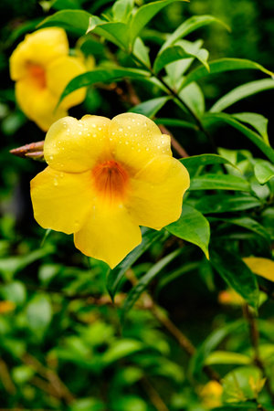 yellow flower and green leaves