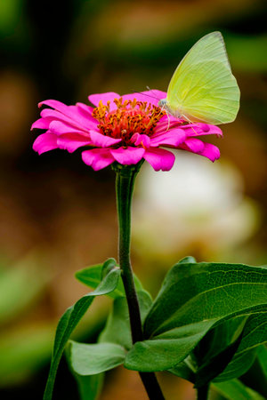 Butterfly on pink flowersの写真素材