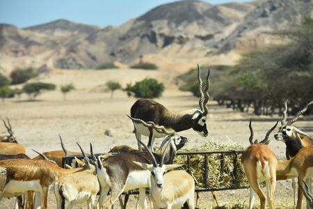 The boss in the pride - The majestic antelope commands the gazellesの写真素材