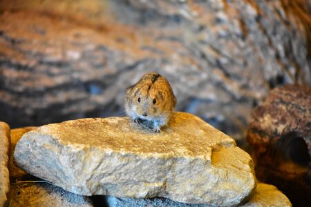 A little rodent on the stone at the Bremerhaven zooの写真素材