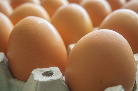 fresh egg in panel product from natureの写真素材