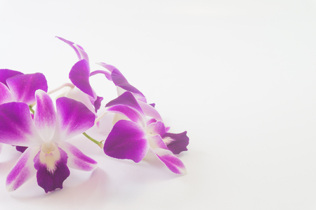 orchid on white background with free space for designerの写真素材