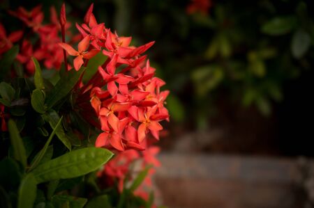 red Ixora or Ixora coccinea on gardenの写真素材