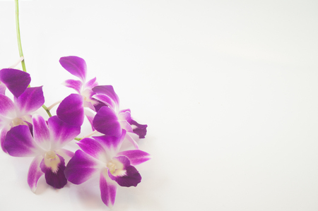 orchid and on white background with free space for designerの写真素材