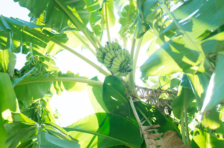 banana tree that take with low angle shot styleの写真素材