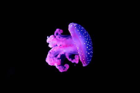 Purple jellyfish up close details isolated with black backgroundの写真素材