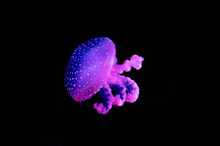 Purple jellyfish up close details isolated with black backgroundの写真素材