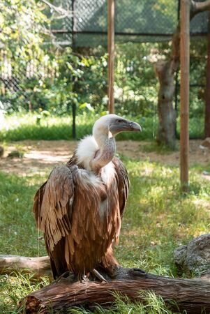 Beautiful brown vulture standing on wooden trunkの写真素材