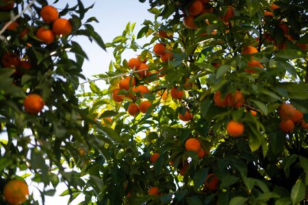 Beautiful orange tree with fully grown oranges in city of Seville, Spain at sunset