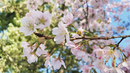 cherry blossom in spring, selective focus, shallow DOF