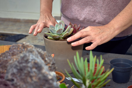 Woman's hand transplanted succulent plants into a pot on a table.の写真素材