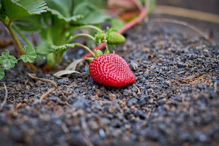 Ripe strawberry on the plantationの写真素材