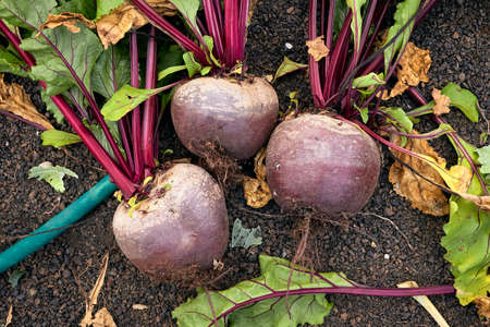 Freshly cut beets in the gardenの写真素材