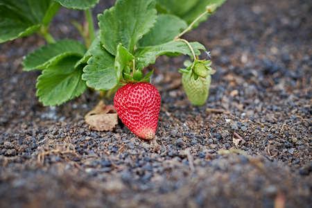 One ripe and one green strawberry on the plantの写真素材