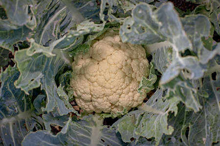 Cauliflower on your plant ready to be pickedの写真素材