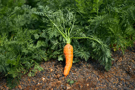 Freshly plucked carrot from the groundの写真素材