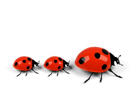 ladybug family isolated on white.の写真素材
