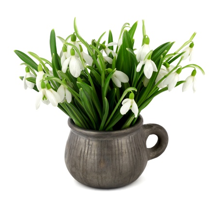 Beautiful bouquet of snowdrops isolated on whiteの写真素材