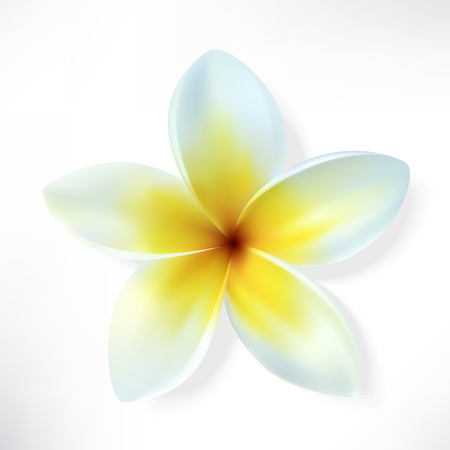 Frangipani. Vector flower isolated on white.のイラスト素材