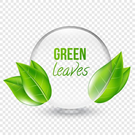 Vector illustration of transparent shere with green leaves for design, business cards. Transparent background.のイラスト素材