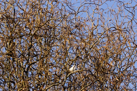 I was atracted by those raveled branches in the skyの写真素材