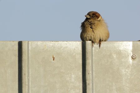 this little fellow is trying to heat in the morning sun in a cold winter dayの写真素材