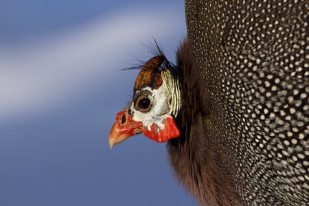 this is a guinea hen witch I found in a parc of animalsの写真素材