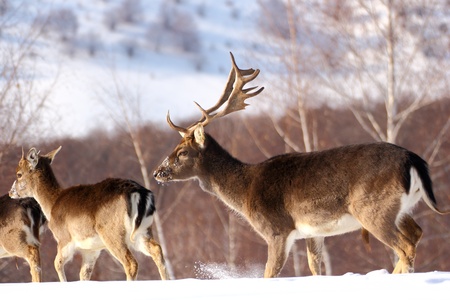 a falloew deer and its calf, a one year male with little antlersの写真素材