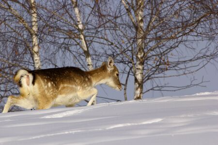 this doe was fighting hard through the big snowの写真素材