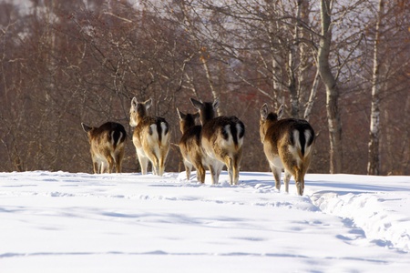 after they have finished all the corn that I had, the herd go in the woodsの写真素材