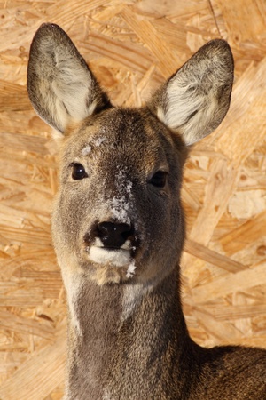 this roe deer doe was very shy even though she was in an animal parkの写真素材