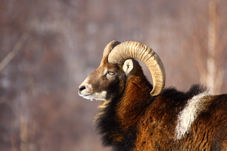 this is a big powrfull mouflon maleの写真素材