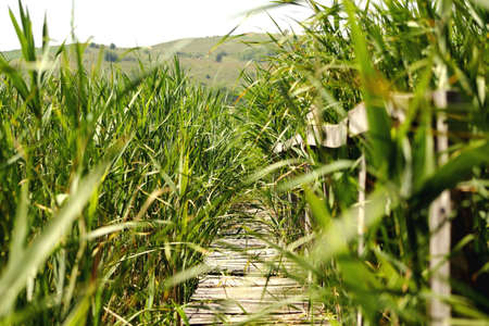 this is like a jungle eating the roadの写真素材