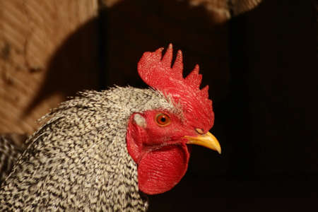 this cock was very proud to be the boss in all the farmの写真素材